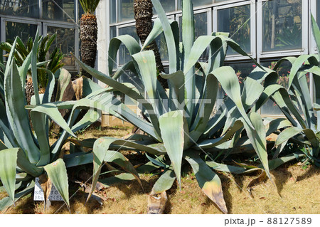 市川市観賞植物園のアオノリュウゼツラン(千葉県市川市大町公園) 市川市観賞植物園のアオノリュウゼツラン(千葉県市川市大町公園) 88127589