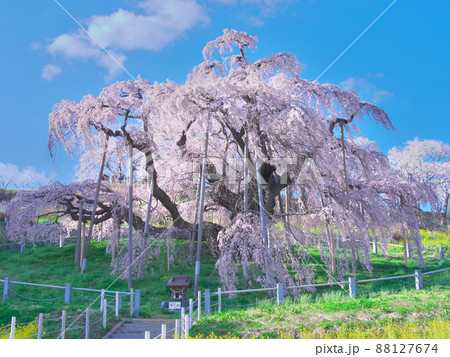 一本桜 - 三春滝桜(2021年) 一本桜 - 三春滝桜(2021年) 88127674