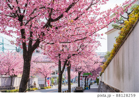 桜のトンネル、オオカンザクラの並木道〈愛知県名古屋市〉 桜のトンネル、オオカンザクラの並木道〈愛知県名古屋市〉 88128259