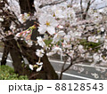 桜坂で撮影した桜の花の接写写真 88128543