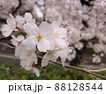 桜坂で撮影した桜の花の接写写真 88128544