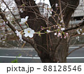 桜坂で撮影した桜の花の接写写真 88128546