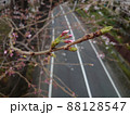 道路を背景にした桜の蕾 88128547
