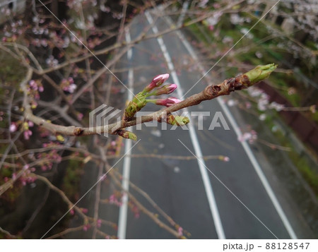 道路を背景にした桜の蕾 88128547