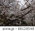 桜坂で撮影した満開の桜 88128548