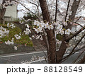 桜坂で撮影した桜の花の接写写真 88128549