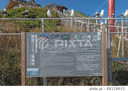 青森八戸 蕪島神社 青森八戸 蕪島神社 88128633