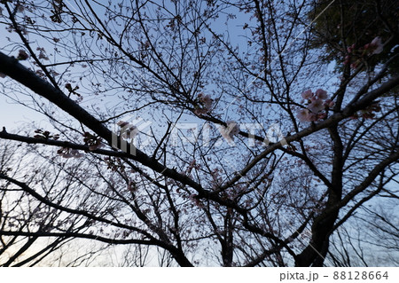 2022年 3月下旬 桜の風景 2022年 3月下旬 桜の風景 88128664