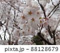 満開の桜を背景にした桜の花の接写 88128679
