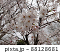 満開の桜を背景にした桜の花の接写 88128681