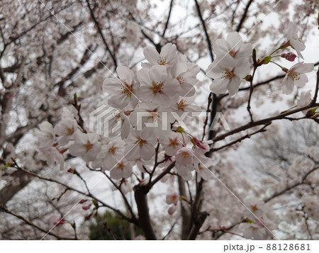 満開の桜を背景にした桜の花の接写 満開の桜を背景にした桜の花の接写 88128681