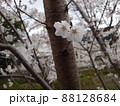 満開の桜を背景にした二輪の桜の花の接写 88128684