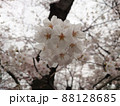 満開の桜を背景にした桜の花の接写 88128685
