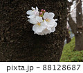 幹から生えてきている桜の花 88128687