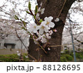 満開の桜を背景にした桜の花と生えかけの葉 88128695