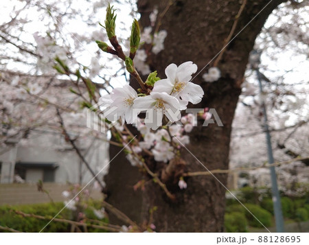 満開の桜を背景にした桜の花と生えかけの葉 88128695