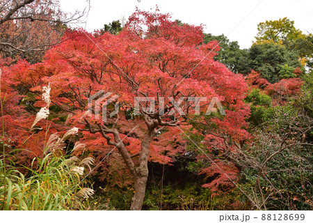 不退寺の紅葉 不退寺の紅葉 88128699