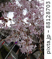 満開の枝垂れ桜 88128703