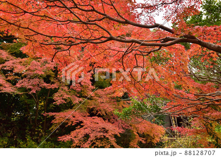 不退寺の紅葉 不退寺の紅葉 88128707