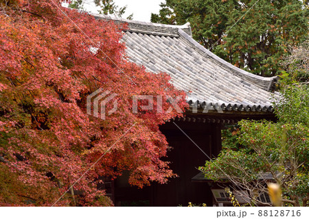 不退寺の紅葉 88128716