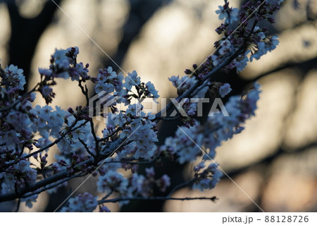 2022年　3月下旬　桜の風景 88128726