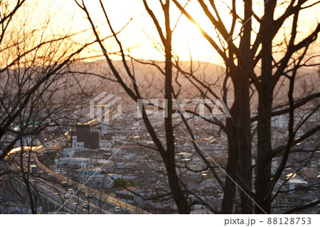 2022年 3月下旬 桜の風景 2022年 3月下旬 桜の風景 88128753