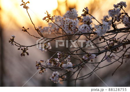 2022年 3月下旬 桜の風景 2022年 3月下旬 桜の風景 88128755