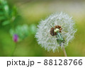 タンポポの種は兄弟達と一緒に旅立ちを待っています 88128766