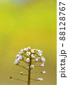 菜の花畑をバックにナズナが咲いています　地味だけど君も春の使い 88128767