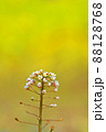 菜の花畑をバックにナズナが咲いています　地味だけど君も春の使い 88128768