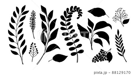 Set of silhouettes of leaves and branches of grass for design, black contours isolated on a white background. Branches of forest plants, ferns. Flat vector illustration isolated on white background. 88129170