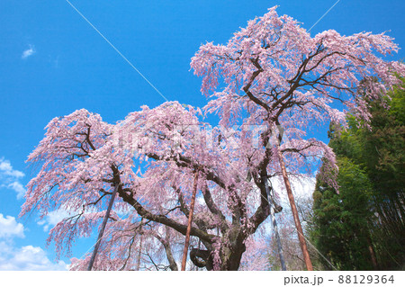 一本桜 - 紅枝垂地蔵桜(2010年) 一本桜 - 紅枝垂地蔵桜(2010年) 88129364