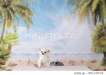 チワワと夏のビーチ 88129436
