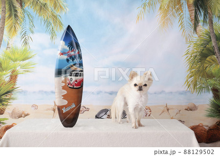 チワワとサーフボードと夏のビーチ チワワとサーフボードと夏のビーチ 88129502