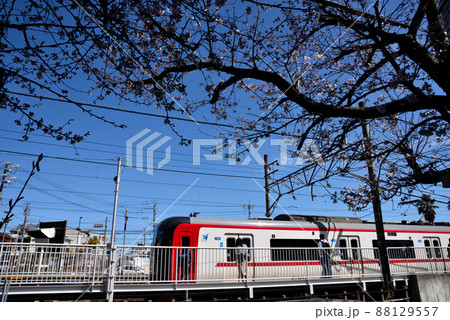 桜開花と名鉄電車 88129557