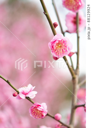 開花したピンク色の梅 88129924