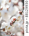 開花した白色の梅 88129930