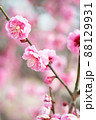 開花したピンク色の梅 88129931