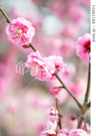 開花したピンク色の梅 88129931