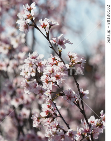 春のイメージ（アーモンドの花) 88130102