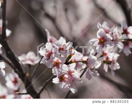 春のイメージ（アーモンドの花) 88130103