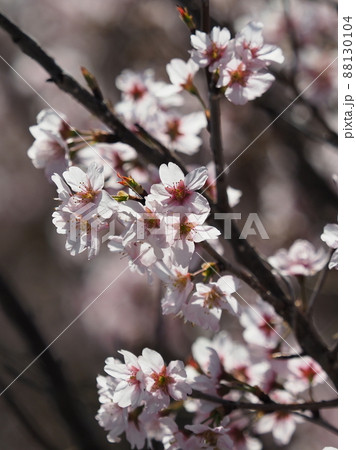 春のイメージ(アーモンドの花) 春のイメージ(アーモンドの花) 88130104