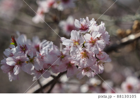 春のイメージ（アーモンドの花) 88130105