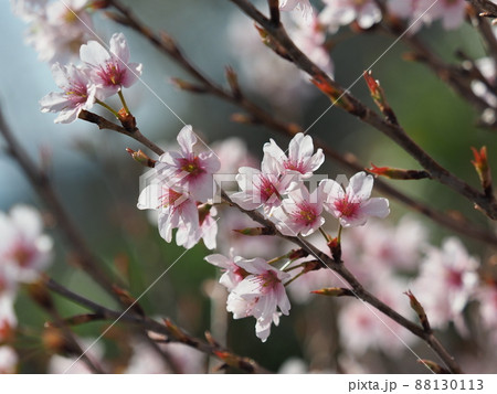 春のイメージ(アーモンドの花) 春のイメージ(アーモンドの花) 88130113
