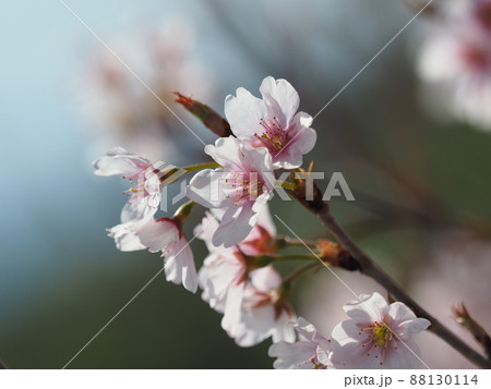 春のイメージ（アーモンドの花) 88130114