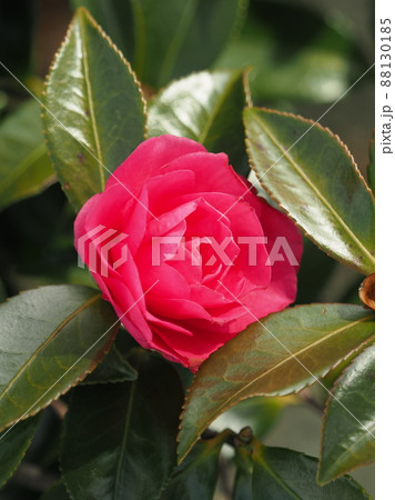 山茶花 (Camellia sasanqua) 山茶花 (Camellia sasanqua) 88130185