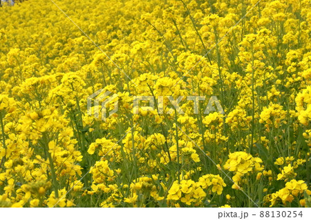 マザー牧場 菜の花 マザー牧場 菜の花 88130254