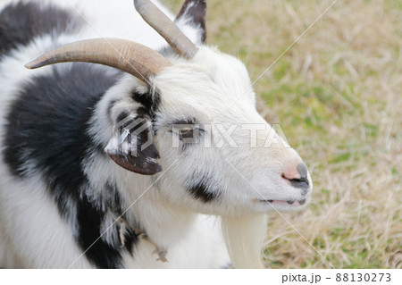 マザー牧場の動物たち 88130273