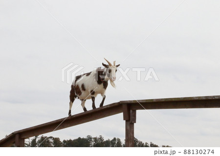 マザー牧場の動物たち 88130274