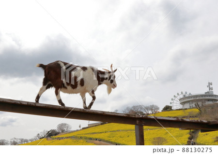 マザー牧場の動物たち 88130275